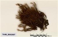 藏品(珠苔屬)的圖片